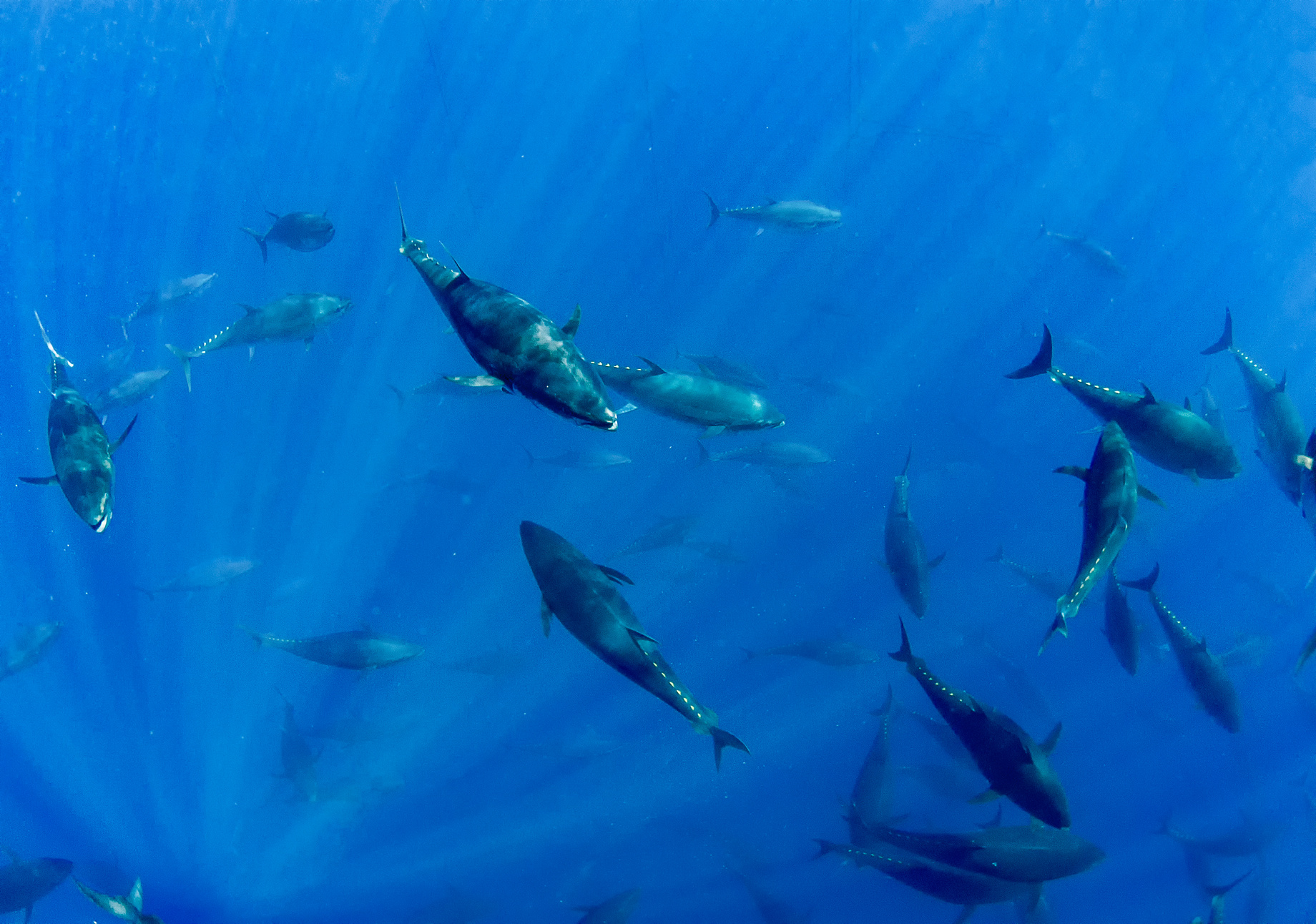 Atlantic Bluefin Tuna (Thunnus thynnus)